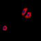 Cysteinyl Leukotriene Receptor 1 antibody, LS-C368973, Lifespan Biosciences, Immunofluorescence image 