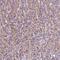 MKRN2 Opposite Strand antibody, HPA065753, Atlas Antibodies, Immunohistochemistry frozen image 