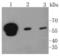 Heterogeneous Nuclear Ribonucleoprotein K antibody, A01793-1, Boster Biological Technology, Western Blot image 