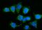 KISS1 Receptor antibody, A01364-2, Boster Biological Technology, Immunofluorescence image 
