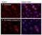 RAD51 Recombinase antibody, NB100-148, Novus Biologicals, Immunocytochemistry image 