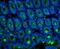 Mucin 2, Oligomeric Mucus/Gel-Forming antibody, A01212, Boster Biological Technology, Immunofluorescence image 