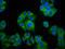 Sulfate transporter antibody, LS-C681359, Lifespan Biosciences, Immunofluorescence image 