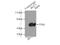 Regulator Of Chromosome Condensation 1 antibody, 22335-1-AP, Proteintech Group, Immunoprecipitation image 