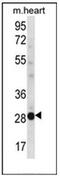 Non-Specific Cytotoxic Cell Receptor Protein 1 Homolog (Zebrafish) antibody, AP52824PU-N, Origene, Western Blot image 