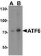Activating Transcription Factor 6 antibody, NBP1-77251, Novus Biologicals, Western Blot image 