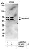 Staufen Double-Stranded RNA Binding Protein 1 antibody, A303-956A, Bethyl Labs, Western Blot image 