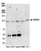 RAS P21 Protein Activator 1 antibody, NBP2-59127, Novus Biologicals, Western Blot image 