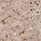 Cystatin C antibody, MAB6154, R&D Systems, Immunohistochemistry frozen image 
