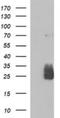 Hypoxanthine Phosphoribosyltransferase 1 antibody, NBP2-46003, Novus Biologicals, Western Blot image 