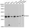 Snail Family Transcriptional Repressor 1 antibody, abx126606, Abbexa, Western Blot image 