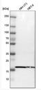 Peptidylprolyl Isomerase B antibody, NBP1-85358, Novus Biologicals, Western Blot image 