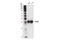 Estrogen Receptor Binding Site Associated Antigen 9 antibody, 67856S, Cell Signaling Technology, Western Blot image 