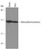 SAHH antibody, AF6466, R&D Systems, Western Blot image 