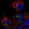 Apolipoprotein M antibody, HPA051006, Atlas Antibodies, Immunofluorescence image 