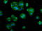 Cystatin A antibody, LS-C369457, Lifespan Biosciences, Immunofluorescence image 