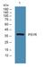 G Protein-Coupled Receptor 65 antibody, A03521, Boster Biological Technology, Western Blot image 