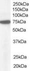 Nuclear pore complex protein Nup85 antibody, NB100-63208, Novus Biologicals, Western Blot image 