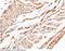 Ubiquitin C-Terminal Hydrolase L3 antibody, 50692-RP02, Sino Biological, Immunohistochemistry paraffin image 