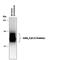 Gamma-Aminobutyric Acid Type A Receptor Beta2 Subunit antibody, PPS031, R&D Systems, Western Blot image 