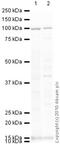 Microsomal triglyceride transfer protein large subunit antibody, ab75316, Abcam, Western Blot image 