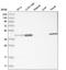 Muscleblind Like Splicing Regulator 1 antibody, HPA035098, Atlas Antibodies, Western Blot image 