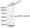 Checkpoint Kinase 1 antibody, MBS125258, MyBioSource, Western Blot image 