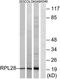 60S ribosomal protein L28 antibody, TA314466, Origene, Western Blot image 