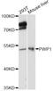 PWP1 Homolog, Endonuclein antibody, LS-C749277, Lifespan Biosciences, Western Blot image 