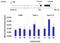 HDAC7 antibody, PA5-11245, Invitrogen Antibodies, Chromatin Immunoprecipitation image 