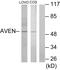 Apoptosis And Caspase Activation Inhibitor antibody, LS-B13328, Lifespan Biosciences, Western Blot image 