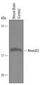 Neuronal Differentiation 2 antibody, AF2775, R&D Systems, Western Blot image 