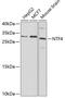 Neurotrophin 4 antibody, GTX54627, GeneTex, Western Blot image 