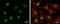 Euchromatic Histone Lysine Methyltransferase 2 antibody, GTX129153, GeneTex, Immunocytochemistry image 