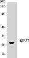 Heat Shock Protein Family B (Small) Member 1 antibody, EKC1287, Boster Biological Technology, Western Blot image 