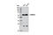 CTD Small Phosphatase Like 2 antibody, 6932S, Cell Signaling Technology, Western Blot image 