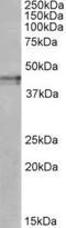 Kappa-type opioid receptor antibody, TA311146, Origene, Western Blot image 