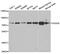 DEAD-Box Helicase 3 X-Linked antibody, abx004309, Abbexa, Western Blot image 