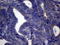c-Kit antibody, LS-C798615, Lifespan Biosciences, Immunohistochemistry paraffin image 