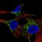TYRP antibody, HPA000937, Atlas Antibodies, Immunofluorescence image 