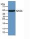 Orosomucoid 1 antibody, abx131711, Abbexa, Western Blot image 