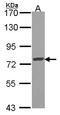 BCL6 Transcription Repressor antibody, LS-B4202, Lifespan Biosciences, Western Blot image 