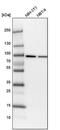 KH-Type Splicing Regulatory Protein antibody, NBP1-84719, Novus Biologicals, Western Blot image 