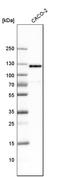 Ras-specific guanine nucleotide-releasing factor 2 antibody, HPA018679, Atlas Antibodies, Western Blot image 