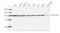 Non-POU Domain Containing Octamer Binding antibody, LS-B14124, Lifespan Biosciences, Western Blot image 