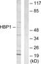 HMG-Box Transcription Factor 1 antibody, PA5-38537, Invitrogen Antibodies, Western Blot image 