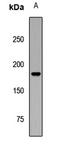 Aquarius Intron-Binding Spliceosomal Factor antibody, orb412416, Biorbyt, Western Blot image 