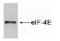 Eukaryotic Translation Initiation Factor 4E antibody, ab1126, Abcam, Western Blot image 