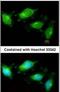 Toll Like Receptor 3 antibody, PA5-29619, Invitrogen Antibodies, Immunofluorescence image 