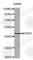 Neurotensin Receptor 1 antibody, A3054, ABclonal Technology, Western Blot image 